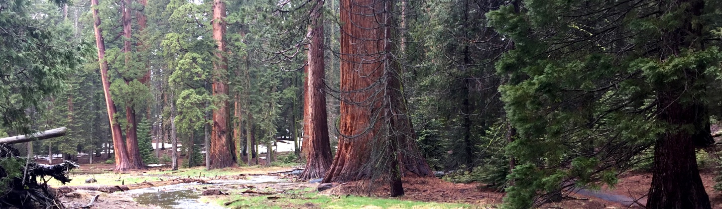 Sequoia National Park
