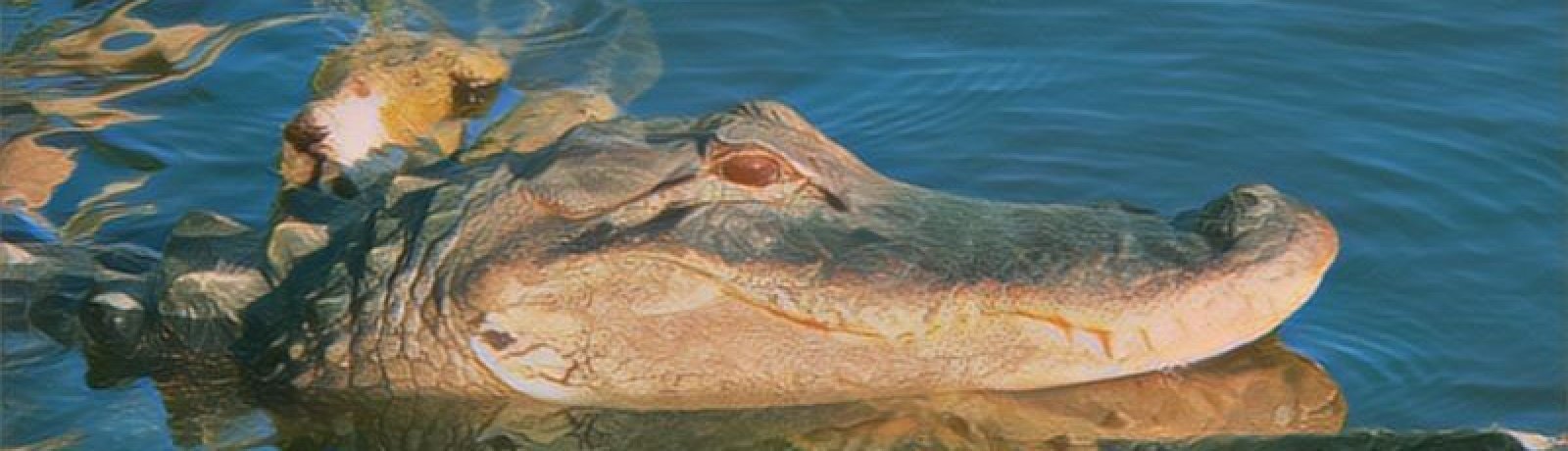 Everglades National Park