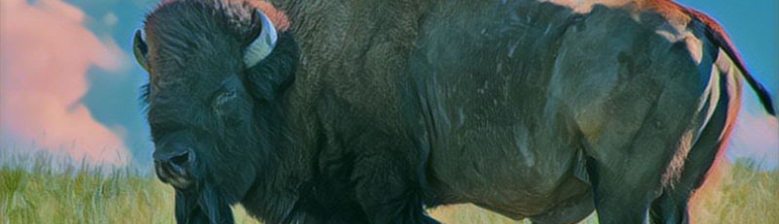 Theodore Roosevelt National Park