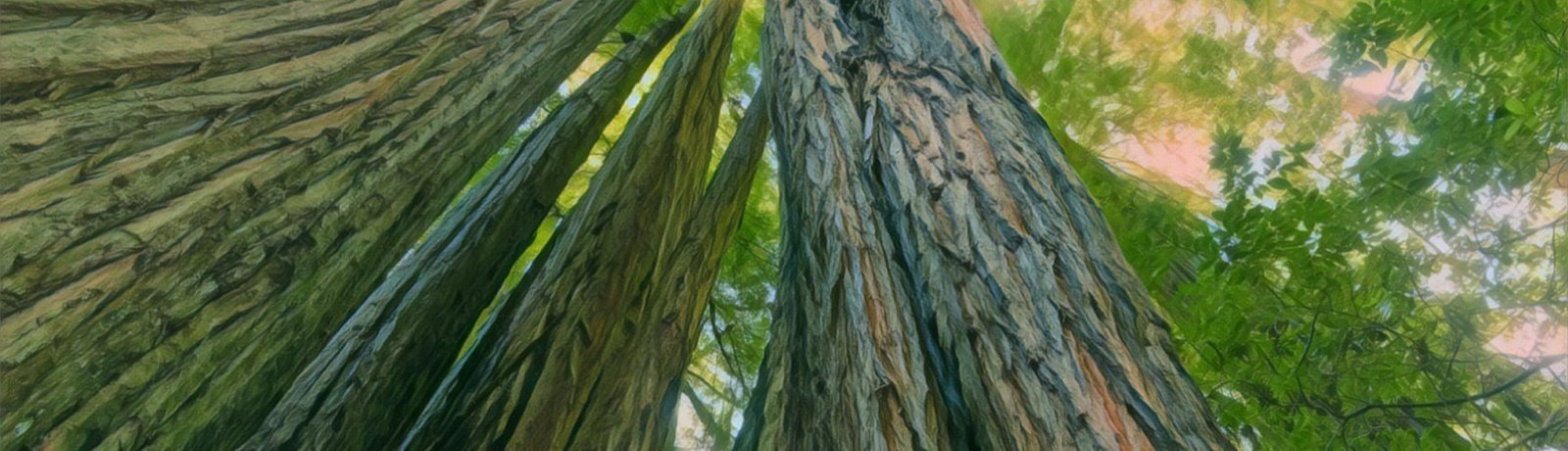 Redwood National Park