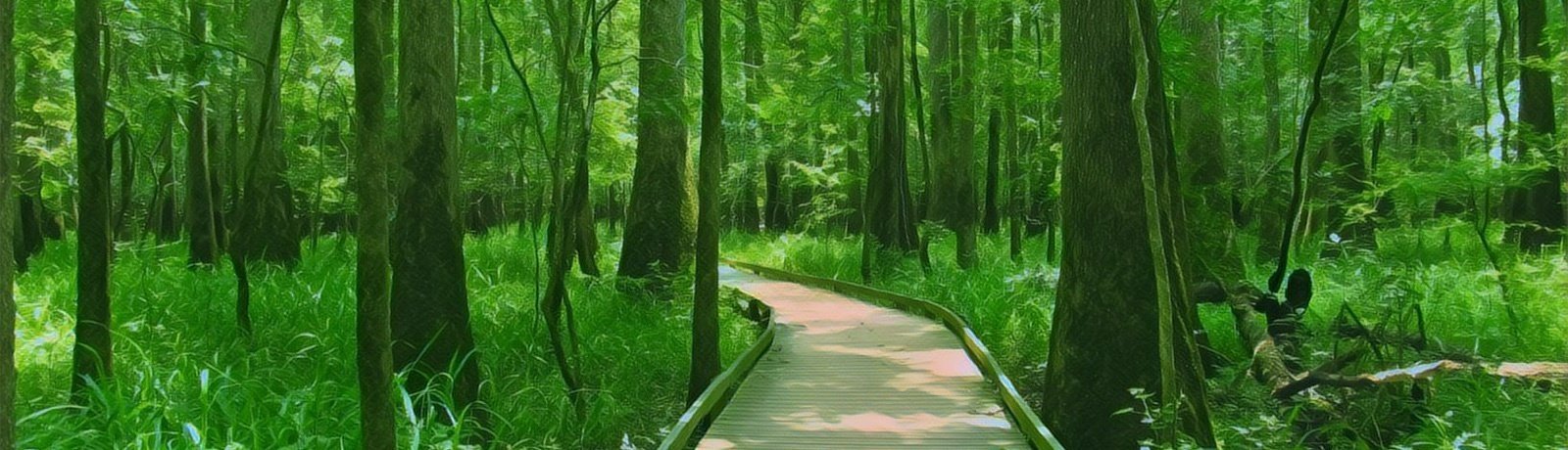 Congaree National Park